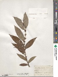 Salix eriocephala image