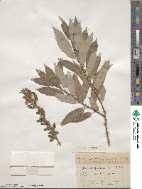 Salix eriocephala image