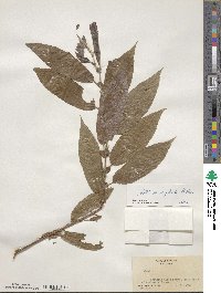 Salix eriocephala image