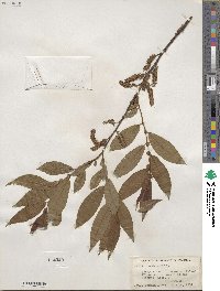 Salix eriocephala image