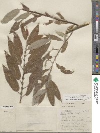 Salix eriocephala image