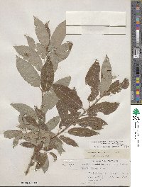 Salix eriocephala image