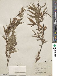 Salix rigida var. angustata image