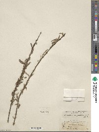 Salix rigida var. angustata image