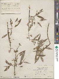 Salix rigida var. angustata image