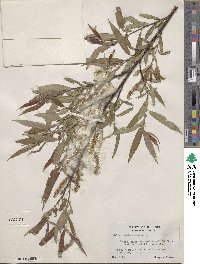 Salix rigida var. angustata image