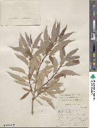 Salix rigida var. angustata image