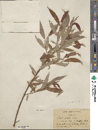 Salix rigida var. angustata image