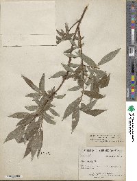 Salix rigida var. angustata image