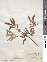 Salix rigida var. angustata image