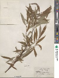 Salix rigida var. angustata image