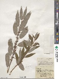 Salix rigida var. angustata image