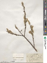 Salix rigida var. angustata image