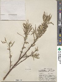 Salix rigida var. angustata image