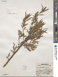 Salix rigida var. angustata image