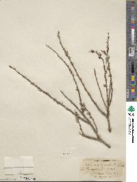 Salix rigida var. angustata image