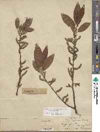 Salix cordata image