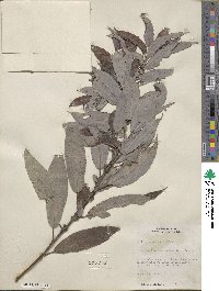 Salix rigida var. vestita image