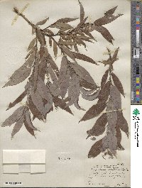 Salix rigida var. vestita image