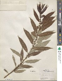 Salix rigida var. vestita image