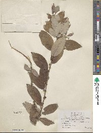 Salix rigida var. vestita image