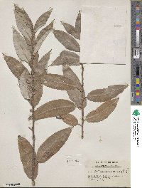 Salix rigida var. vestita image