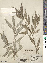 Salix rigida var. vestita image