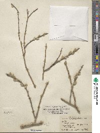 Salix rigida var. vestita image