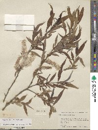 Salix rigida var. vestita image