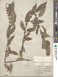 Salix rigida var. vestita image