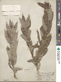 Salix rigida var. vestita image