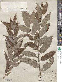 Salix rigida var. vestita image