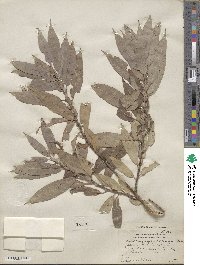 Salix rigida var. vestita image