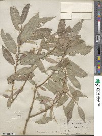 Salix rigida var. vestita image