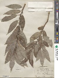 Salix rigida var. vestita image