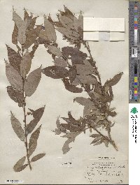 Salix rigida var. vestita image