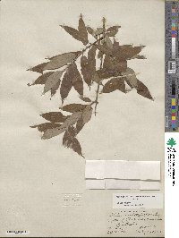 Salix rigida var. vestita image