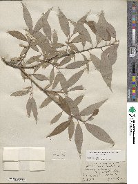 Salix rigida var. vestita image