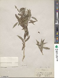 Salix rigida var. vestita image