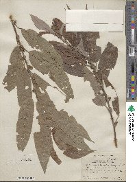 Salix rigida var. vestita image