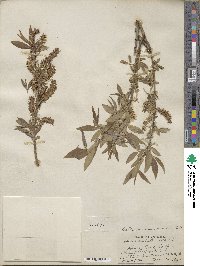 Salix rigida var. vestita image