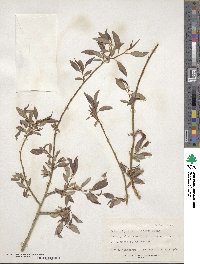 Salix lutea image