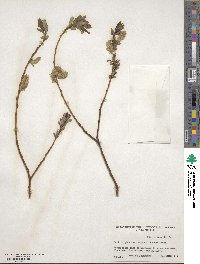 Salix lutea image