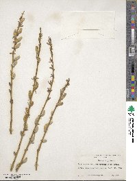 Salix lutea image