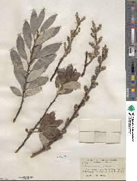 Salix scouleriana image