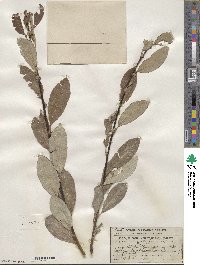 Salix scouleriana image