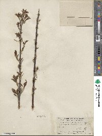 Salix scouleriana image