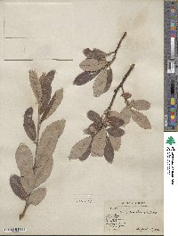 Salix scouleriana image