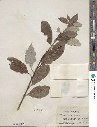 Salix scouleriana image