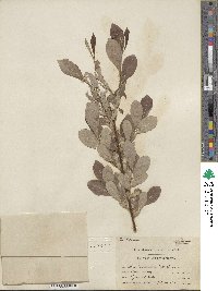 Salix scouleriana image